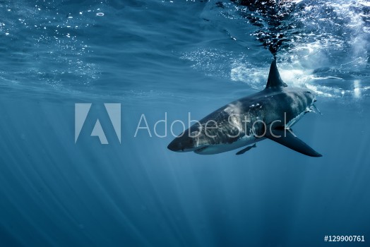 Picture of Great White shark in Pacific ocean underwater side view